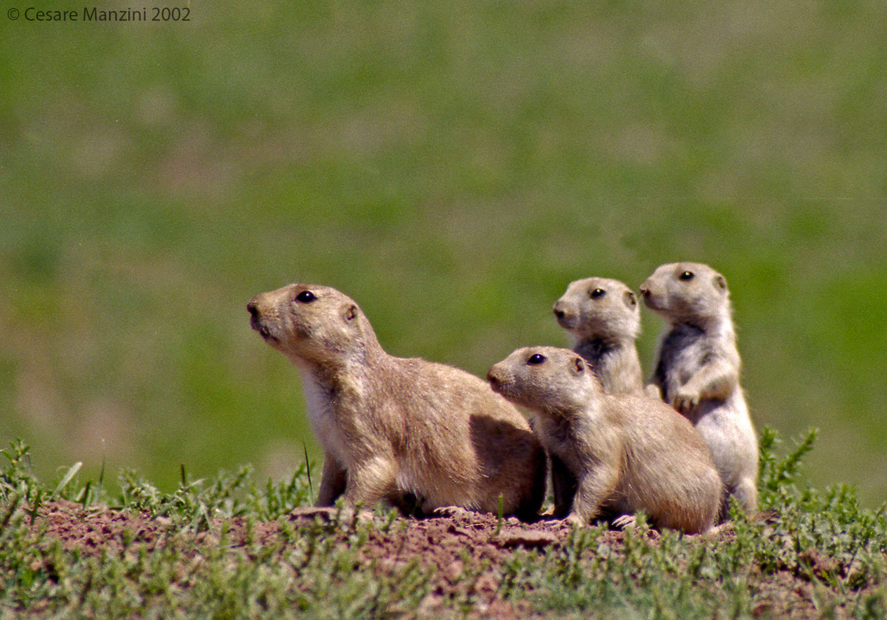 Prarie-Dogs-01
