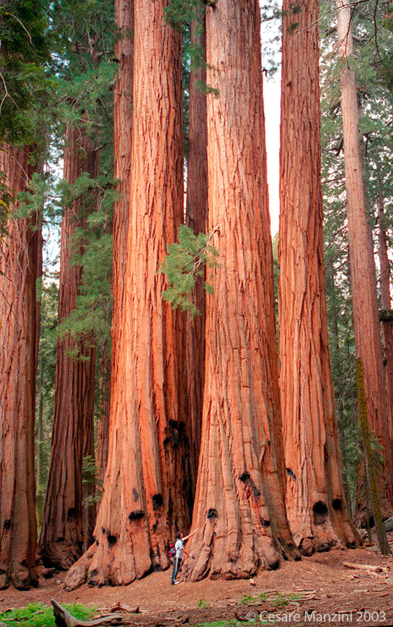 Sequoia-02